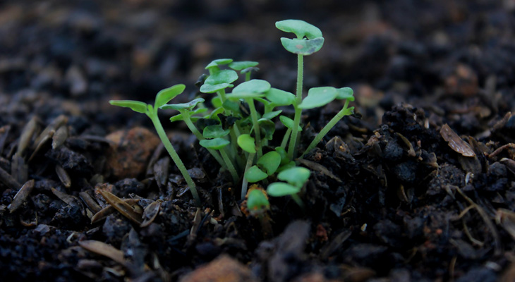 Piantine appena nate in terriccio ideale per il giardinaggio sostenibile