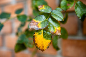 Pianta di rose con foglie ingiallite a fine estate causate da malattie fungine come peronospora e ticchiolatura.