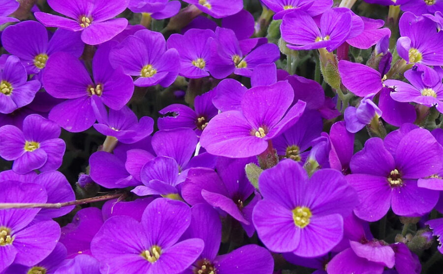 Aubretia Nana Porpora Consigli Di Cura E Coltivazione Bestprato