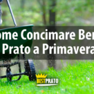 come concimare bene il prato a primavera