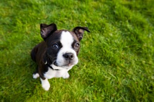 dog-on-lawn
