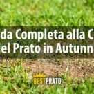 come curare il prato in autunno