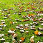 Erba in inverno con foglie secche: l'importanza del concime ad alto contenuto di potassio