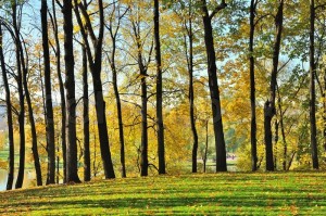 2188820-evening-in-autumn-park-wonderful-sunset-light