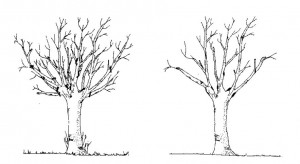 potatura