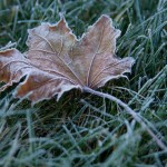 Cura del prato in inverno: strategie per evitare danni da freddo, gelo e brina Foglia secca su prato con brina: come proteggere il prato in inverno