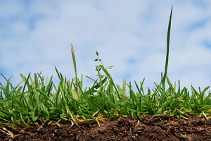 Grass