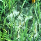 prato colpito da pythium