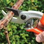 Forbice che taglia un ramo: guida alla potatura di alberi e piante