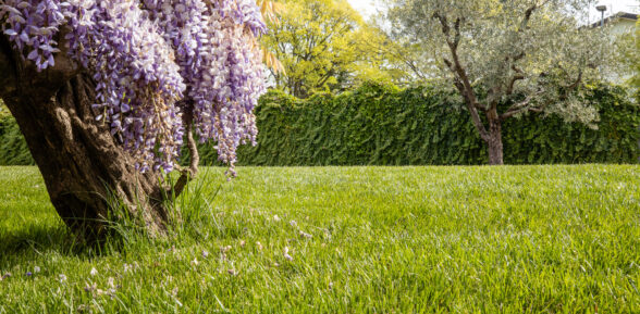 #htmlcaption_14777 Come Stimolare e Proteggere il Prato ad Aprile – 2026