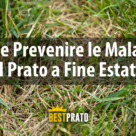 come prevenire le malattie del prato a fine estate
