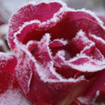 Rosa rossa con brina in inverno: cura delle rose durante la stagione fredda