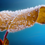 Foglia secca con brina su un albero: protezione delle piante in inverno