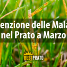 prevenzione delle malattie nel prato a marzo
