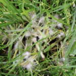 Malattia fungina nell'erba: Marciume Rosa Invernale e prevenzione