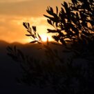 come prendersi cura dell'albero di ulivo