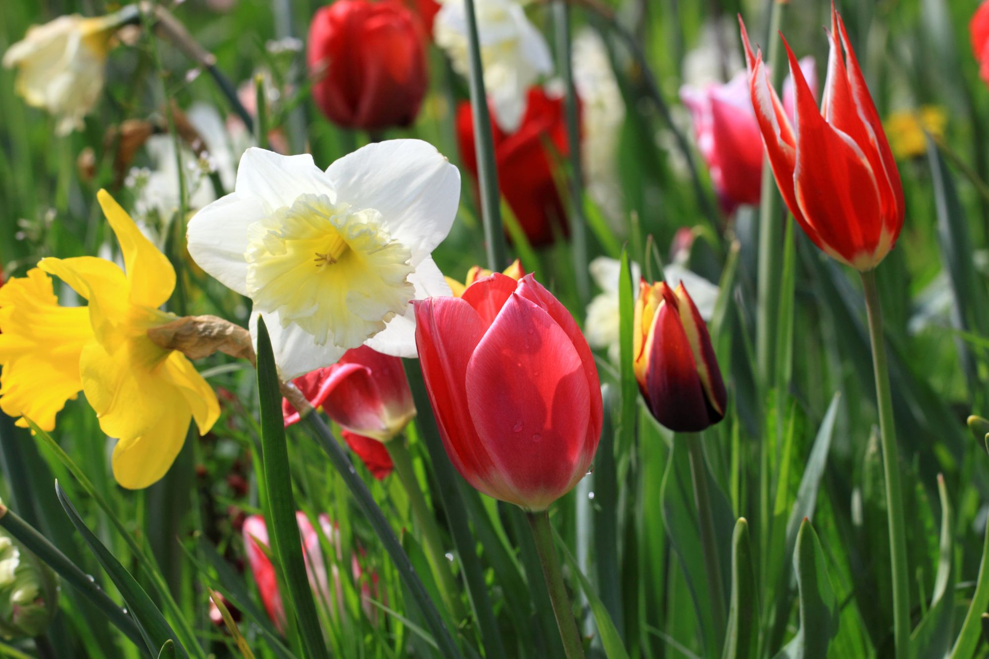 Campo di tulipani: Guida alla piantumazione dei bulbi da fiore per una fioritura primaverile e autunnale. width=