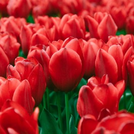 Bulbi di Tulipano Red Impression
