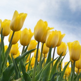 Bulbi di Tulipano Golden Apeldoorn