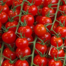 Pomodoro Red Cherry | ‎ Bestprato by Hortus
