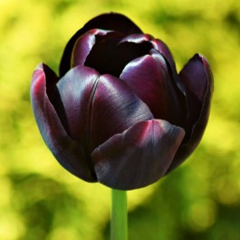 Bulbi di Tulipano Queen Of Night