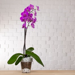 Vaso per Orchidee Trasparente