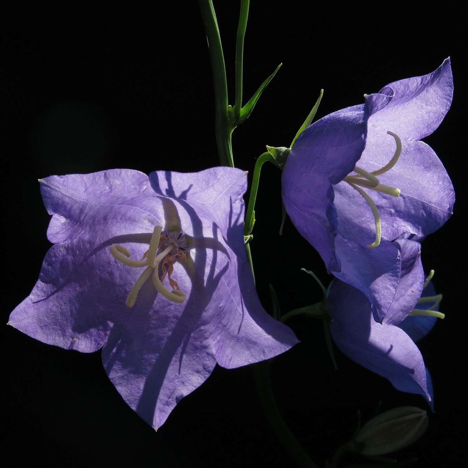 specie di Campanula Carpatica Blu MR Fothergill's 11143 semi di fiori 