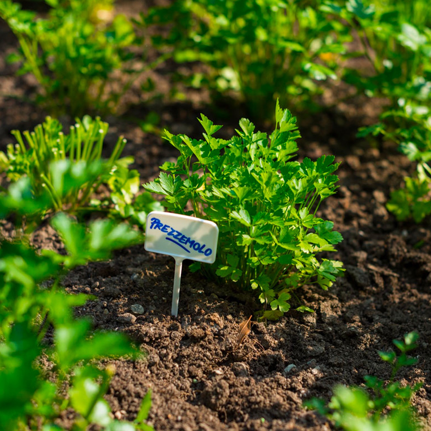 100x Etichette piante pianta giardinaggio giardino orto vaso semi agricoltura 