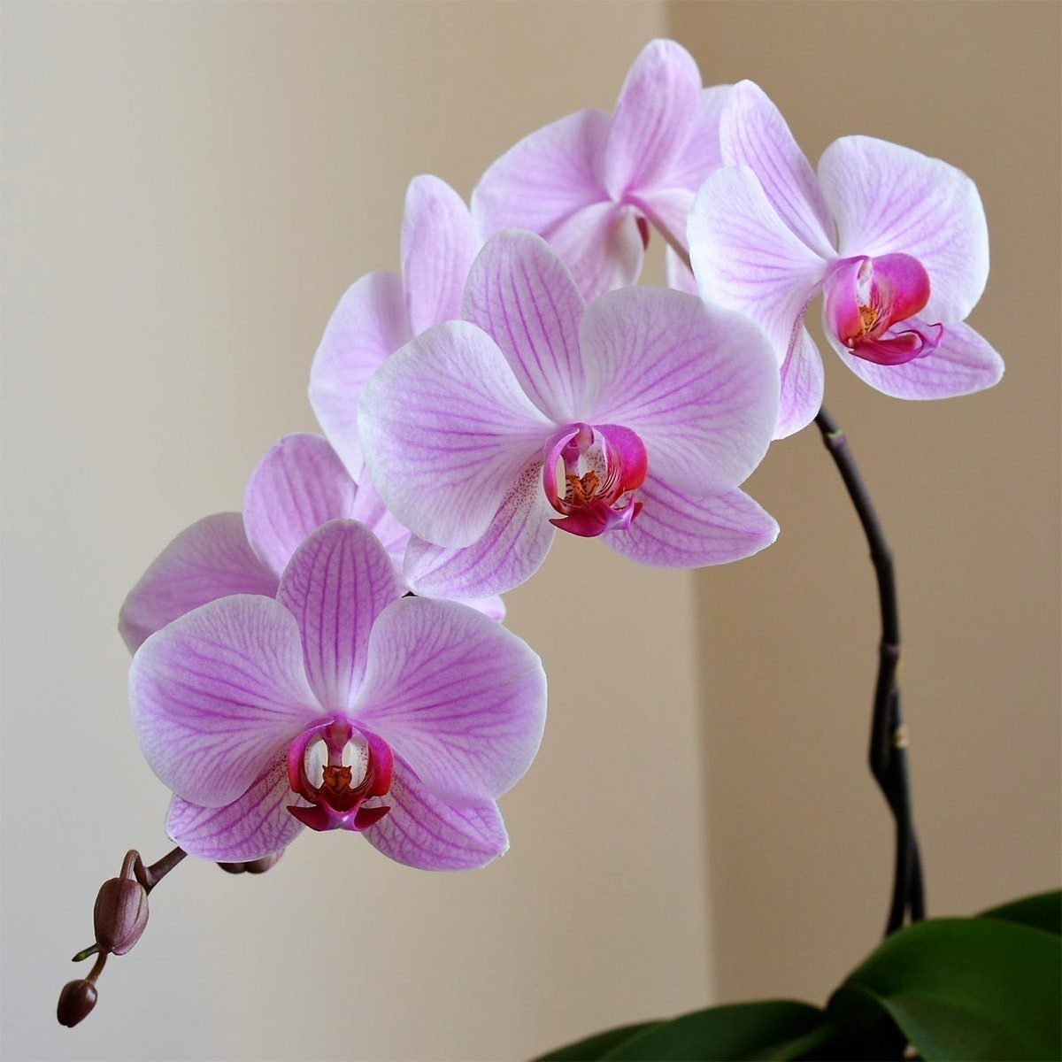 Concime per Orchidee - Agribios - Vendita Online