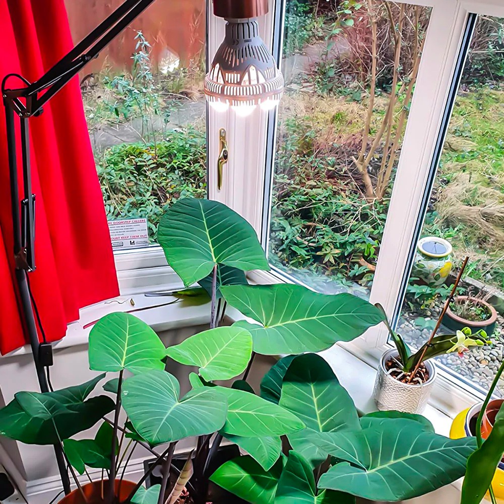 Lampade per piante: tutto quello che serve per la coltivazione indoor