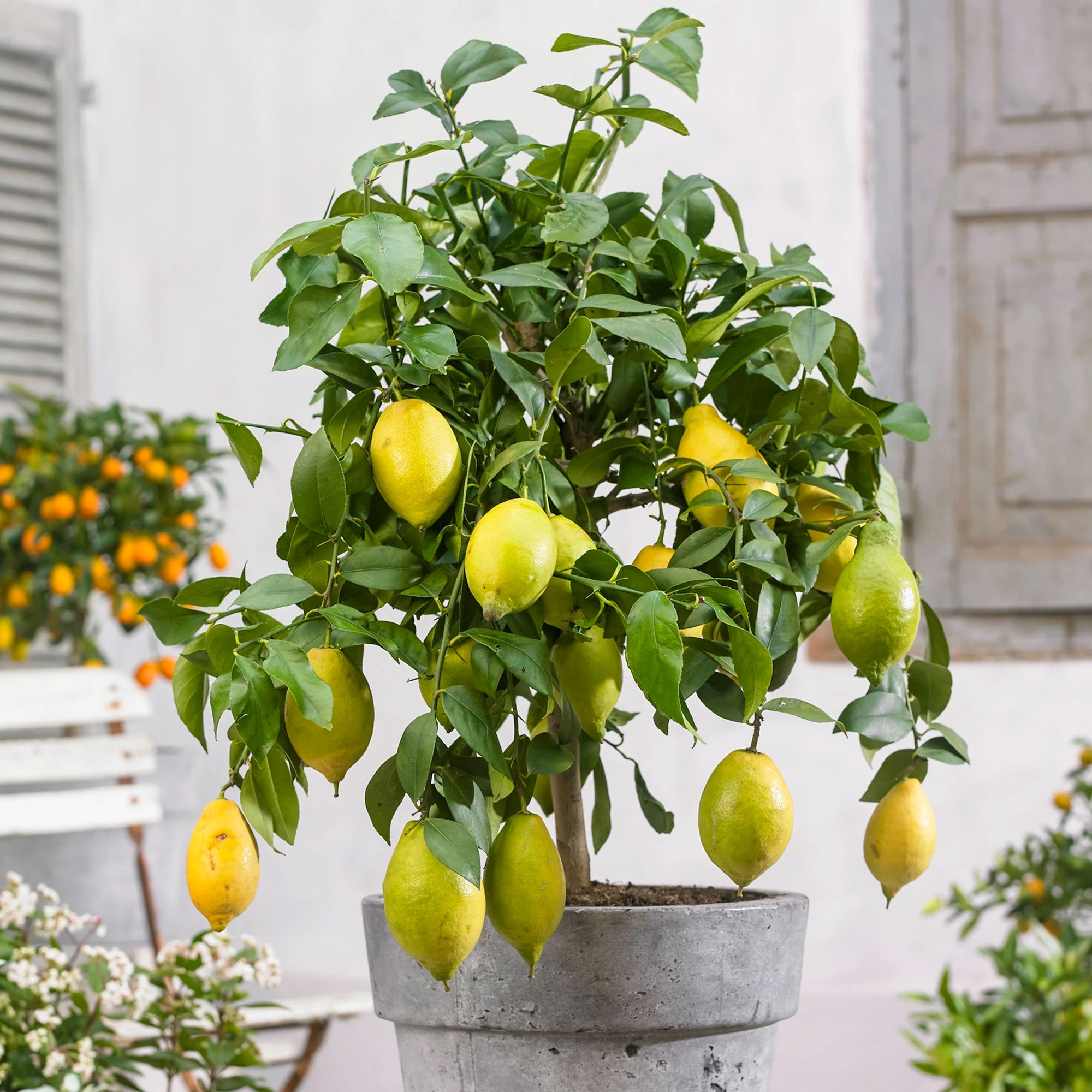 Concime Per Agrumi Naturale - Fertilizzante Granulare Idrosolubile per  Arancio, Limone, Mandarino, Per Un Abbondante Produzione Di Frutti x 1 kg
