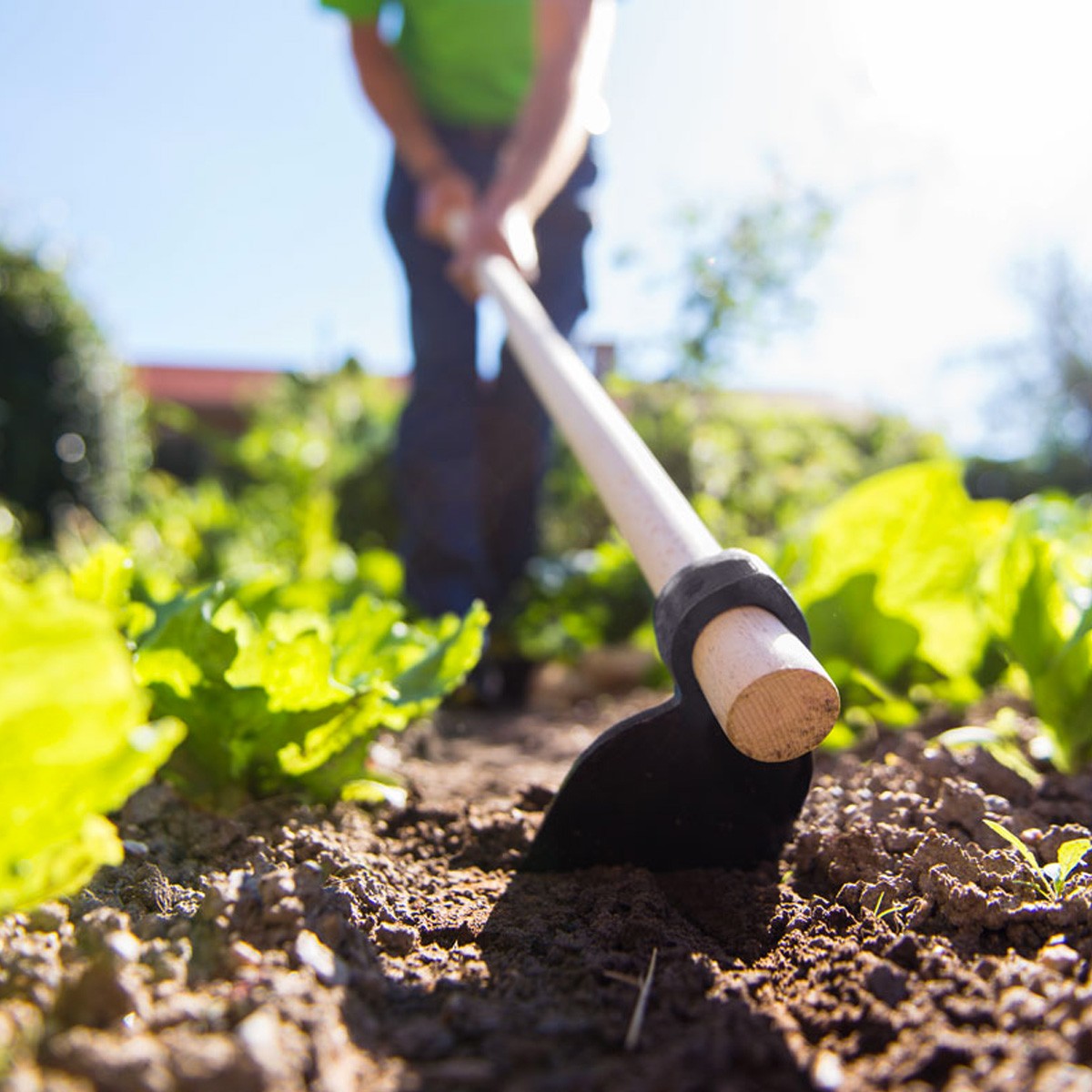 Zappe e picconi per coltivatori orto e cura del giardino - BricoBravo