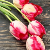 Bulbi di Tulipano Alectric