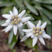 Semi di Stella Alpina Edelweiss (Leontopodium alpinum)