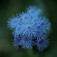 Semi di Agerato Nano Blu (Ageratum houstonianum)