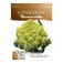 Broccolo Romanesco | ‎ Bestprato by Hortus