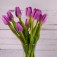 Bulbi di Tulipano Purple Rain
