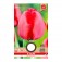 Bulbi di Tulipano Red Impression