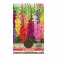Bulbi di Gladioli Grandiflora Mix