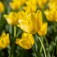 Bulbi di Tulipano Golden Apeldoorn