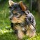 Crocchette Pro Plan Optistart Puppy Small & Mini - Purina