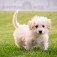 Crocchette Pro Plan Optistart Puppy Small & Mini - Purina