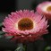 Semi di Elicriso o Semprevivo Doppio in Mix (Helichrysum  bracteatum)