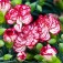 Semi di Garofano Chabaud Doppio Bianco Screziato (Dianthus caryophyllus)