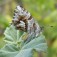  Farfalla del Geranio insetticida | Vithal