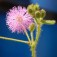 Semi di Mimosa Pudica Sensitiva (Mimosa pudica)