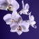 Concime per Orchidee - Agribios