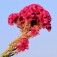 Semi di Celosia Cresta di Gallo Nana (Celosia cristata)