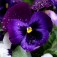 Semi di Viola del Pensiero (Violet tricolor)