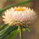 Semi di Elicriso o Semprevivo Doppio in Mix (Helichrysum  bracteatum)